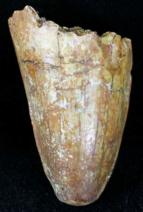 1.12" Cretaceous Fossil Crocodile Tooth - Morocco For Sale (#20920 ...