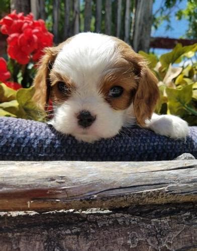 Cavalier King Charles Spaniel Puppy for Sale - Adoption, Rescue for ...