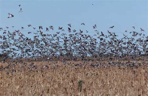 Dove Hunting in Argentina | Bird Hunt Season and Lodge Information ...