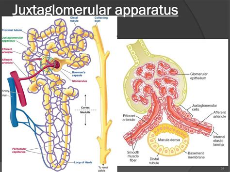 PPT - THE URINARY SYSTEM STRUCTURE AND FUNCTIONS OF NEPHRON PowerPoint Presentation - ID:6043531
