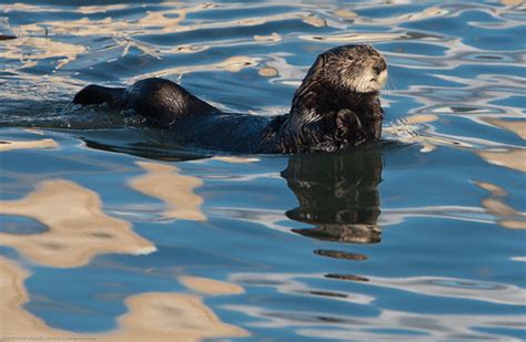 Sea Otter Plays with a Seal | Animals-Pets | Before It's News