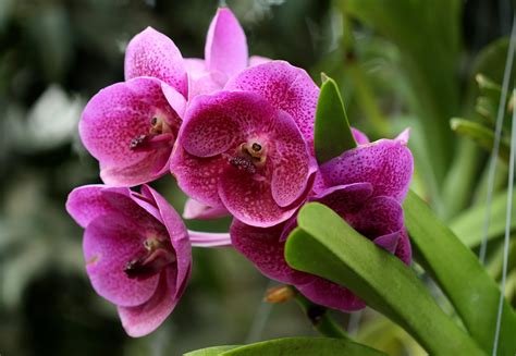 Purple orchids HD wallpaper | Wallpaper Flare