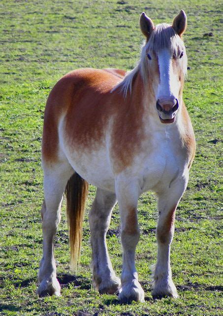 Dappled Strawberry Roan | Horses, Animals, American version