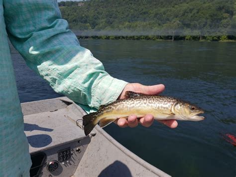 Tiger Trout Introduced to the White River in Arkansas - Flys And Guides