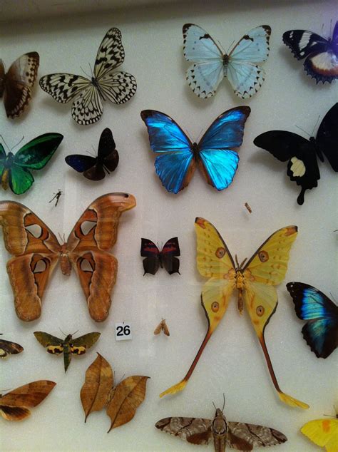 Butterflies - Royal Ontario Museum, Toronto | Royal ontario museum, Shadow box, Butterfly