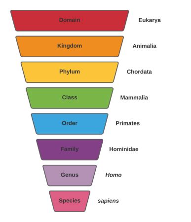 Simple Phylogenetic Tree Of All Animals