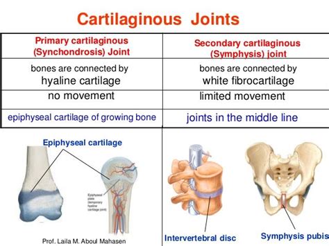 secondary cartilaginous joint - جستجوی Google | Bone and joint, Intervertebral disc, Joint