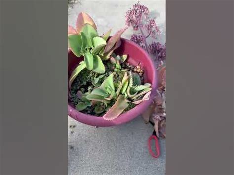 Mother of Thousands Pruning: Before and After #mother of thousands - YouTube