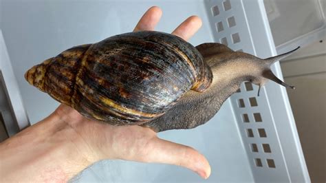 The world's biggest snail can grow to be as long as a human arm.