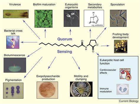 Quorum sensing: Current Biology