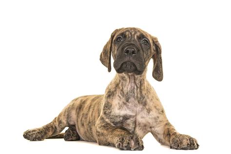 Purebred Great Dane Puppies For Sale - Photos All Recommendation