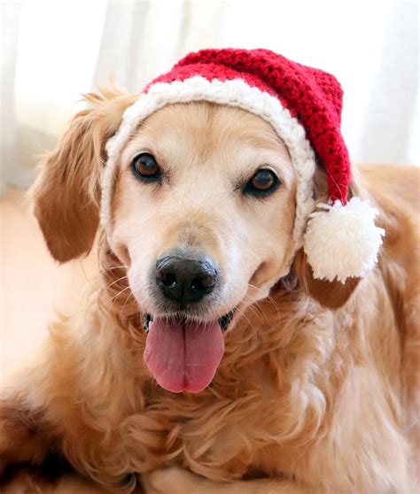 Santa Hat for Dogs Dog Santa Hat Holiday Dog Hat Christmas | Etsy