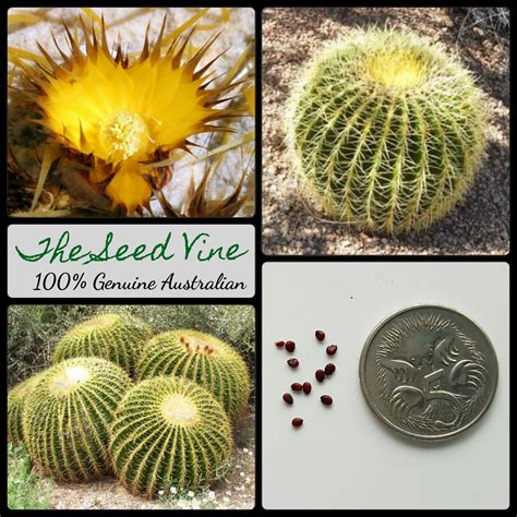 Echinocactus grusonii - Golden Barrel Cactus - The Seed Vine