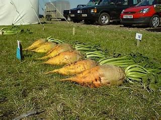 Mangelwurzels (plants forum at permies)