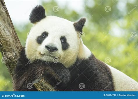 Panda Portrait stock photo. Image of panda, closeup, white - 58514796