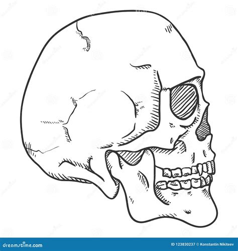 Top 77+ human skull sketch best - seven.edu.vn