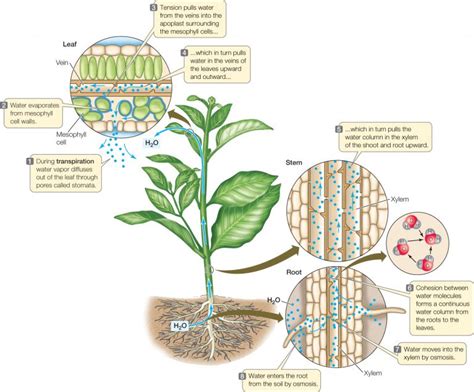 Transpiration Diagram - CBSE Class Notes Online - Classnotes123