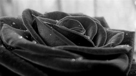 Black Rose Wallpaper HD - PixelsTalk.Net