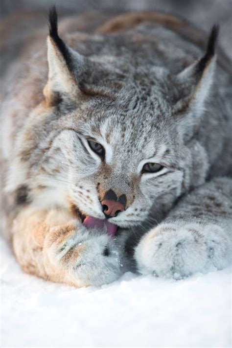 Lynx cleaning paws in snow stock image. Image of vertical - 40331583