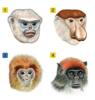 Biologists find an evolutionary Facebook for monkeys and apes | UCLA