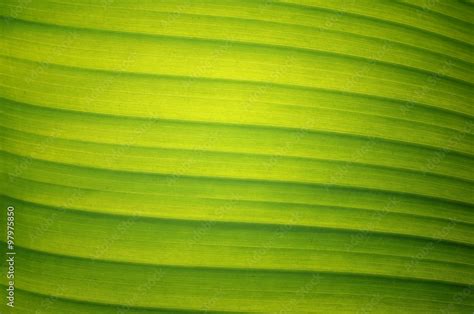 banana leaf texture. Stock Photo | Adobe Stock