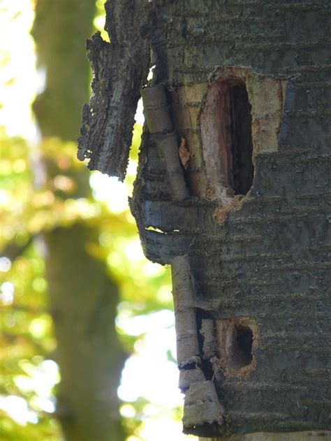 Free photo: Woodpecker Cave, Nest Cavity, Nest - Free Image on Pixabay - 62411