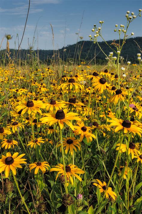 Smoky Mountain Wildflowers Photograph by Charlie Choc