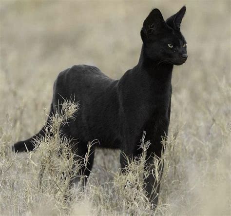 Melanistic Serval | Melanistic animals, Serval cats, Animals