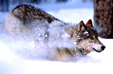 You Won’t Believe How the Wolves Saved Yellowstone Park