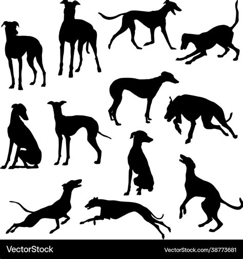 Set greyhound dog silhouette Royalty Free Vector Image