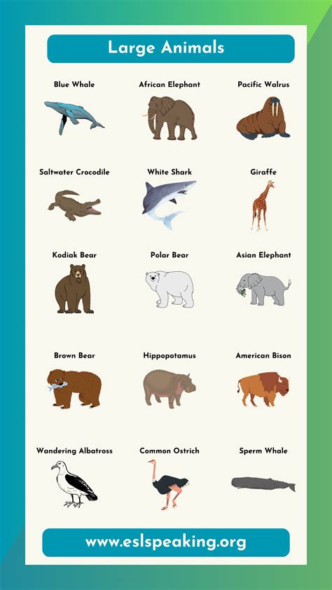 Largest Animals in the World | List of the Biggest Animals - ESL Speaking