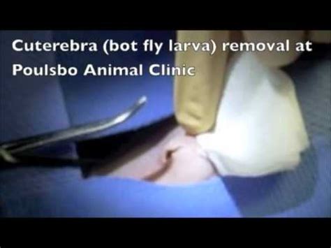 Cuterebra bot fly removal Poulsbo Animal Clinic - YouTube