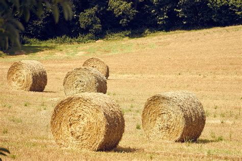 Straw Wheels Free Stock Photo - Public Domain Pictures