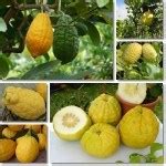 Properties and Benefits of Citron - NatureWord