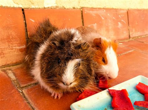 Koko & Twinkie | My mom's guinea pigs are doing great! Twink… | Flickr