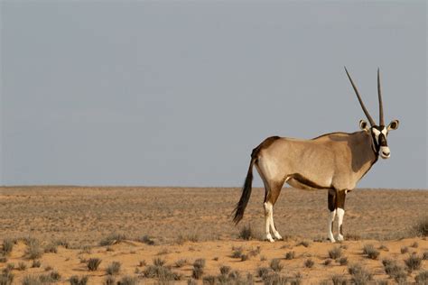 Africa Sahara Desert Animals