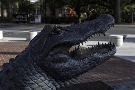 Albert the UF Mascot Photograph by Lynn Palmer - Fine Art America