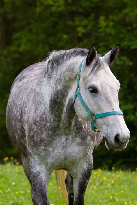 a gray and white horse standing on top of a lush green field