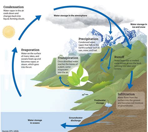 Respiration Water Cycle