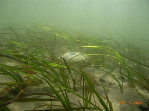 Biohabitats » eel grass 2