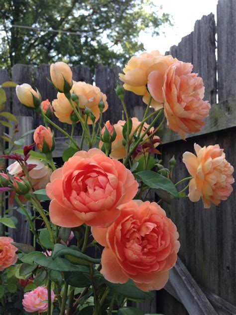 Peach color roses | Rose, Beautiful roses, Flowers