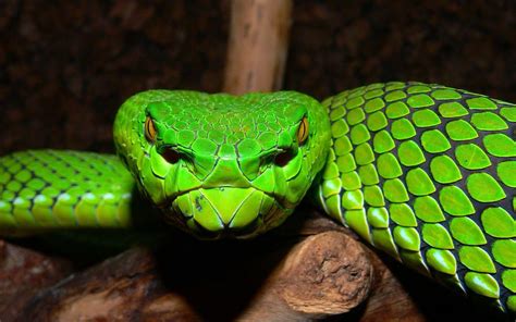 Snake Desktop Wallpapers - Top Free Snake Desktop Backgrounds - WallpaperAccess