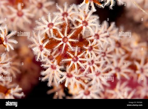 Octocoral or soft coral polyps in close-up Stock Photo - Alamy