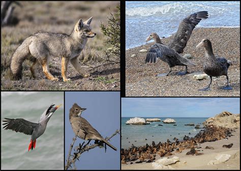 Flora y fauna de Monte Loayza | Aves Argentinas