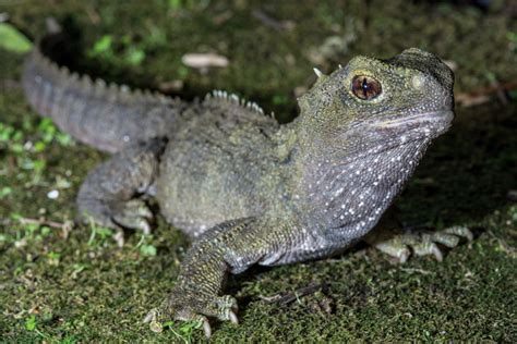 The Tuatara Of New Zealand - Reptiles Magazine