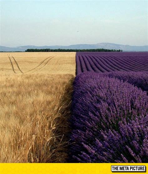 Lavender Fields