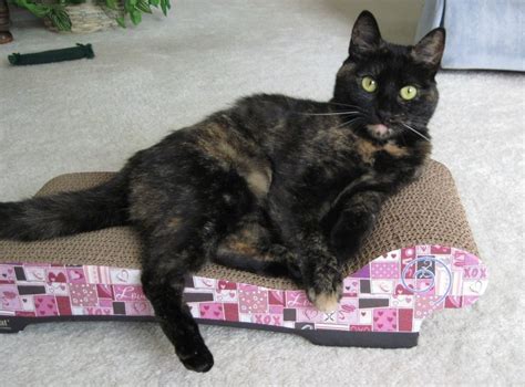 Imperial Cat Scratch ‘n Shapes Sofa Scratcher Chaise winner