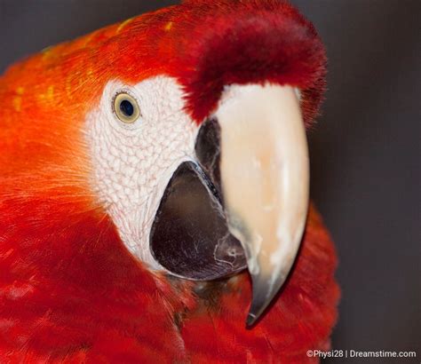 Birds of the Peruvian amazon rainforest - Dreamstime