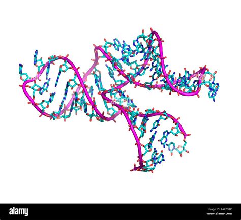 Ribozyme. Computer model of a ribozyme molecule. Ribozymes are RNA ...