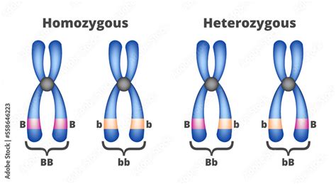 Vector illustration of homozygous and heterozygous chromosomes isolated ...